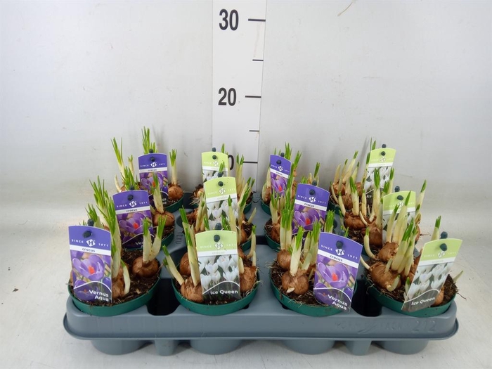 <h4>Crocus   ...mix</h4>