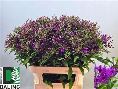 <h4>Vernonia C 'mammuth'</h4>