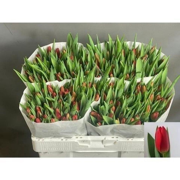 <h4>Tulipa si ben van zanten</h4>