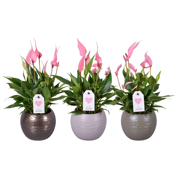 <h4>Anthurium Lilli in bolpot</h4>