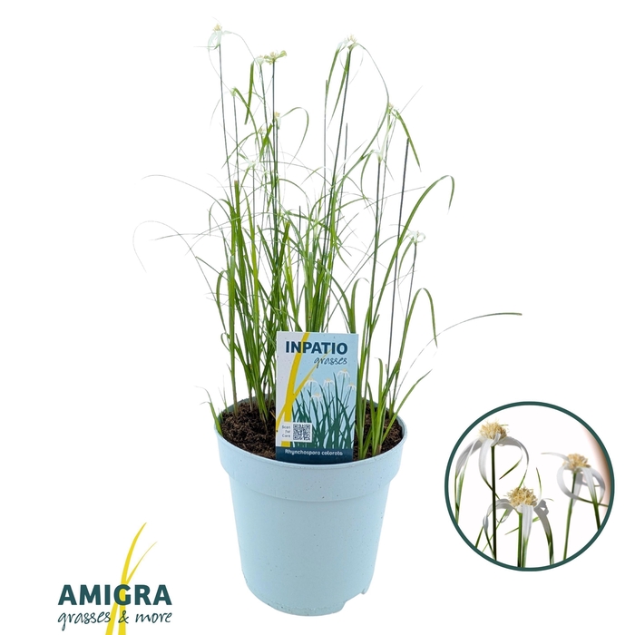 <h4>Rhynchospora colorata</h4>