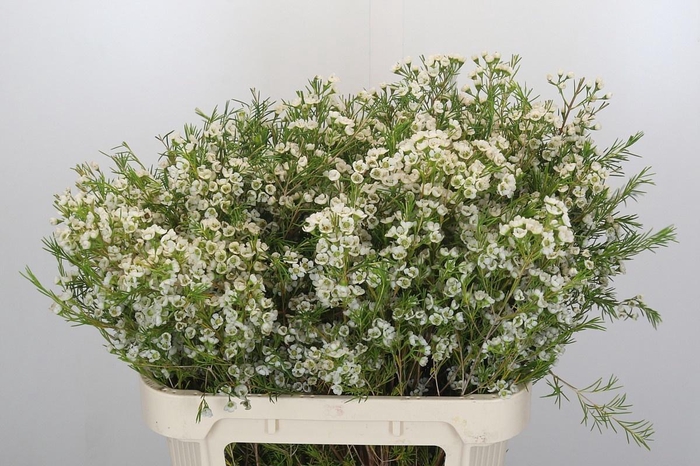 <h4>CHAME GRACE</h4>