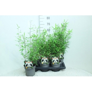 Fargesia nitida 'Black Pearl'