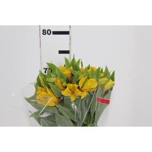 ALSTROEMERIA BELL STAR 070 CM