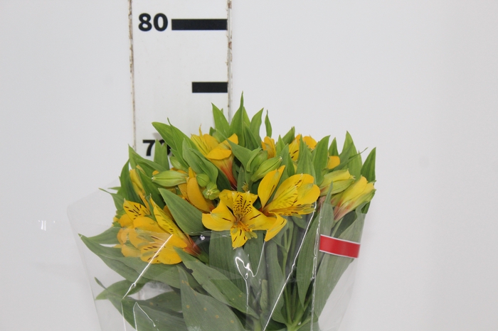 <h4>ALSTROEMERIA BELL STAR 070 CM</h4>