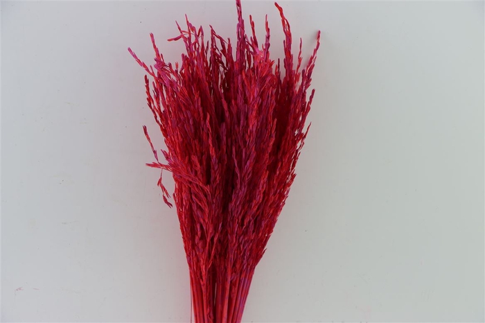 Dried Artz Rice Grass Monet Bunch Slv