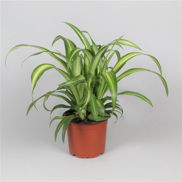 <h4>Chlorophytum comosum</h4>