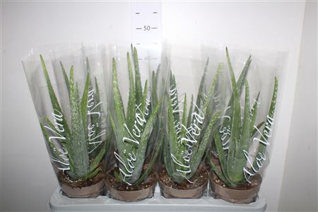 <h4>Aloe Vera</h4>