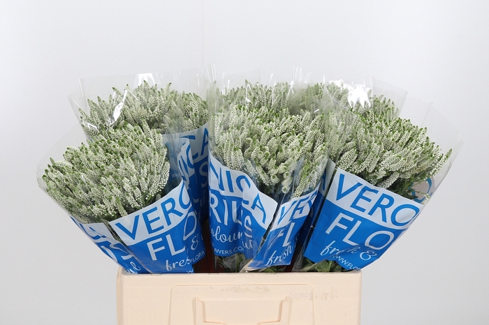 <h4>Veron Smart Wave</h4>