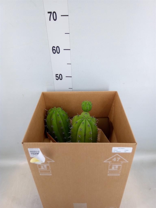 <h4>Polaskia chichipe</h4>