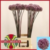 ALLIUM SUMMER DRUMME
