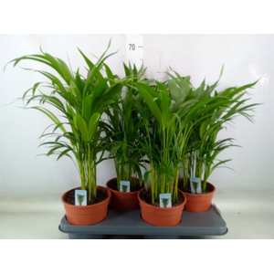 Dypsis lutescens   ...Chrysalidoca