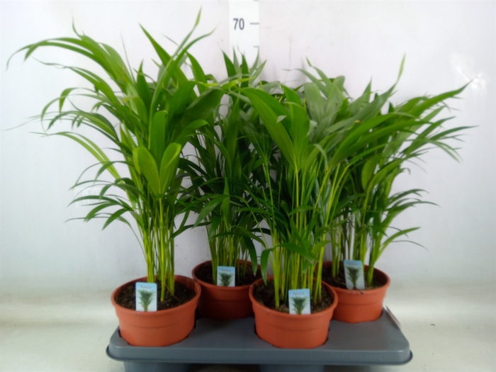 <h4>Dypsis lutescens   ...Chrysalidoca</h4>