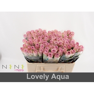 Rosa large lovely auqa!