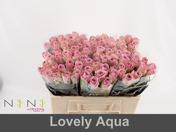 Rosa large lovely auqa!