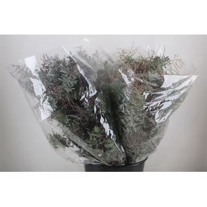 Mimosa Baleana P Bunch