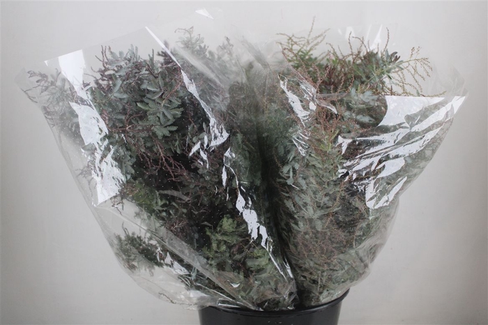 <h4>Mimosa Baleana P Bunch</h4>