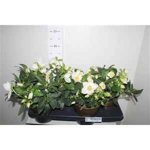 Hell Ni Hgc Jasper 25+