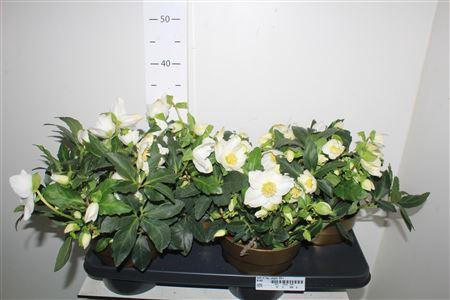 <h4>Hell Ni Hgc Jasper 25+</h4>