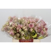 Blushing Bride Pink 2/5 Flowers