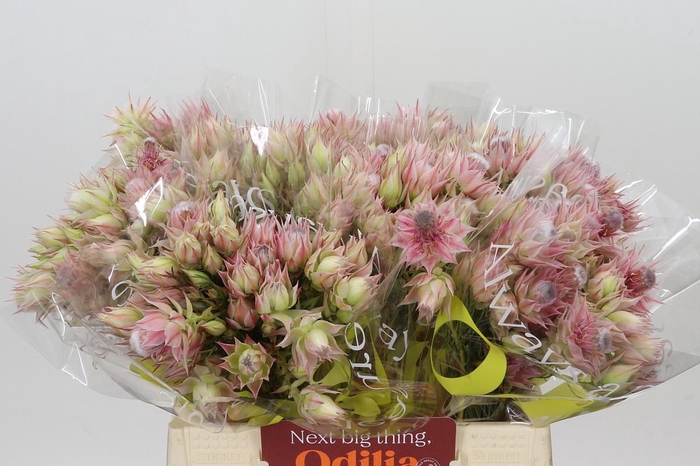 <h4>Blushing Bride Pink 2/5 Flowers</h4>