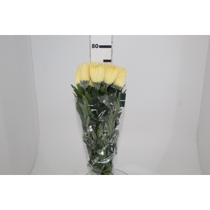 ANASTASIA SUNNY 080 CM AMARELO