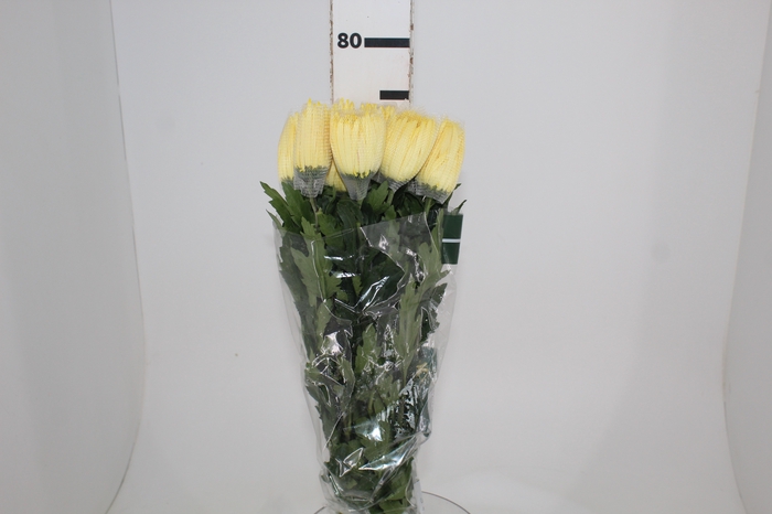 ANASTASIA SUNNY 080 CM AMARELO