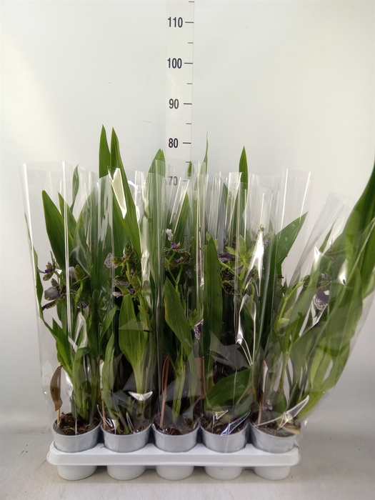<h4>Zygopetalum  'Louisendorf'</h4>