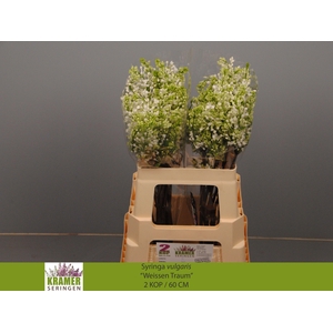 SYR V ENGLER WEISS T