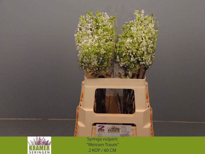 <h4>SYR V ENGLER WEISS T</h4>