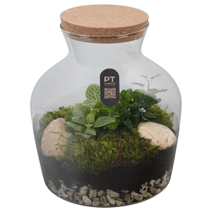 Arr.   Kamerplant Groen H%
