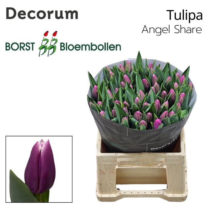 <h4>TU EN ANGELS SHARE</h4>