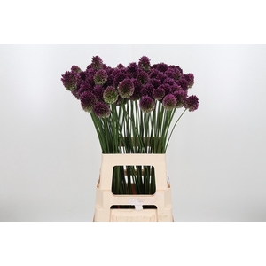 Allium Sphaero Kl Bh Goud