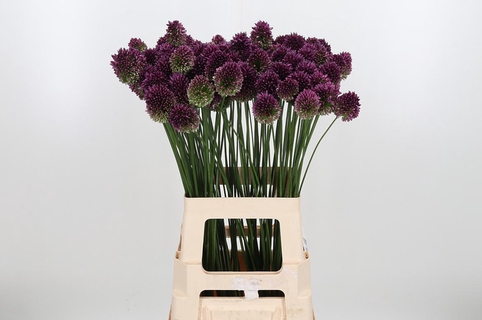<h4>Allium Sphaero Kl Bh Goud</h4>