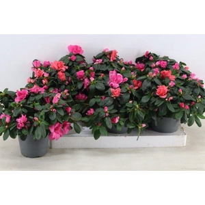 !! PROMO !! RHODO PINK P14