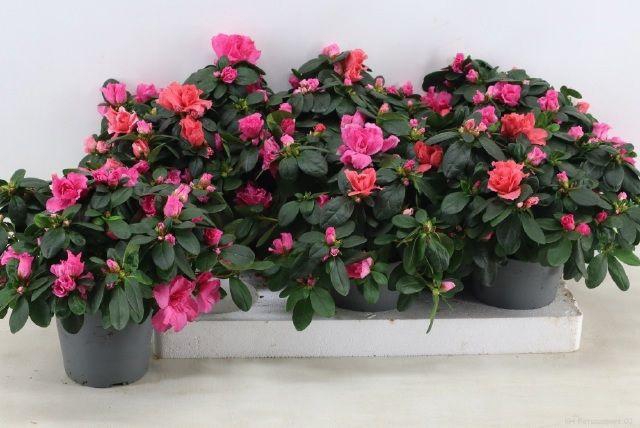 <h4>!! PROMO !! RHODO PINK P14</h4>