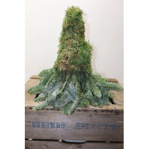 Noblis Mos Boom 40 Cm