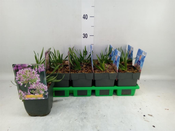 <h4>Allium  'Millenium'</h4>