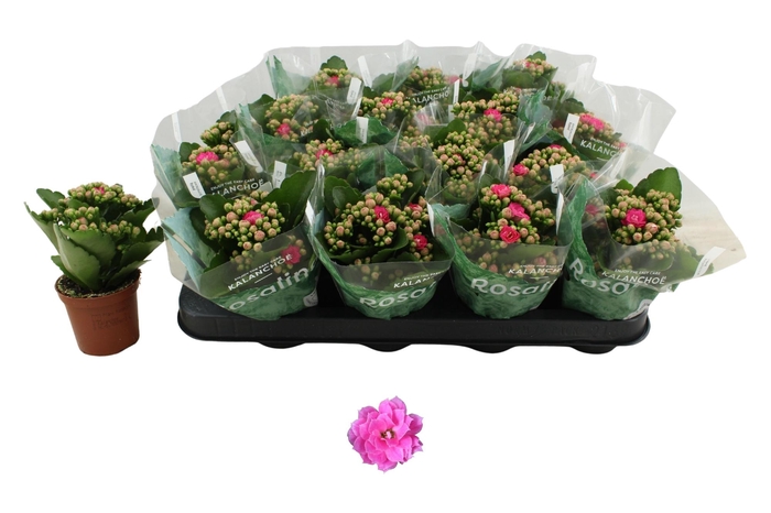 <h4>KAL GE NANDO PINK</h4>