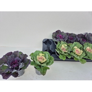 BRASSICA (SIERKOOL)