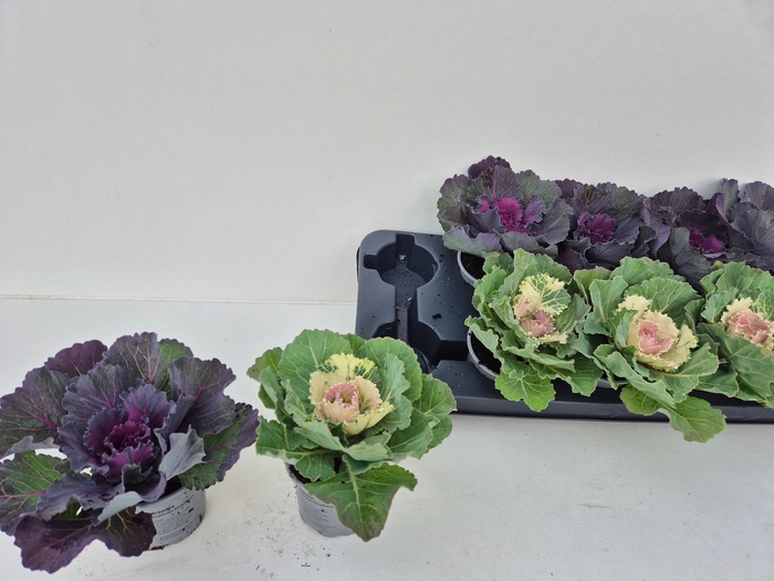 <h4>BRASSICA (SIERKOOL)</h4>