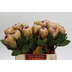 Protea Grandicolor