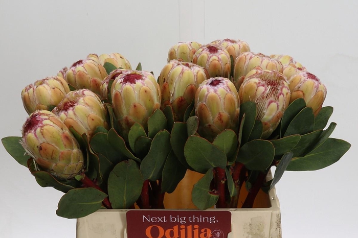 <h4>Protea Grandicolor</h4>