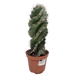 Cereus Forbesi Spiralis - 5466