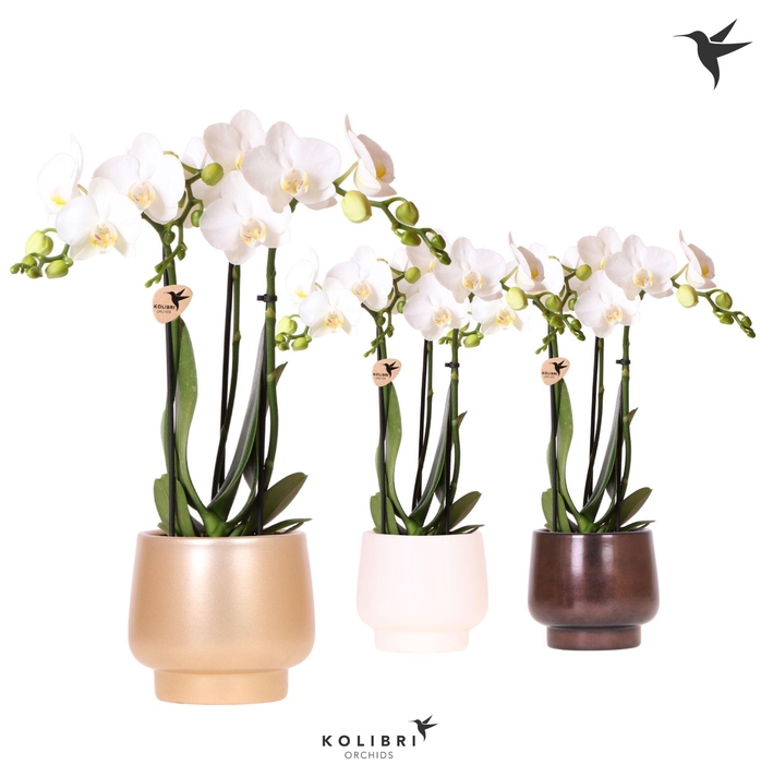 <h4>Kolibri Orchids Phalaenopsis white 3 spike in Scandic pot mix</h4>