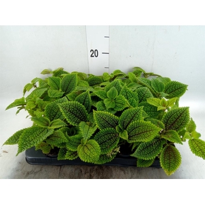 Pilea mollis 'Moon Valley'
