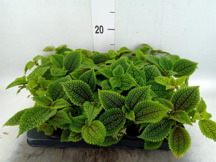 <h4>Pilea mollis 'Moon Valley'</h4>