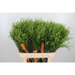 Lepidium Vir. Gwelo Green