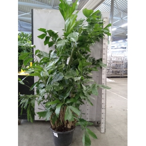 Caryota mitis