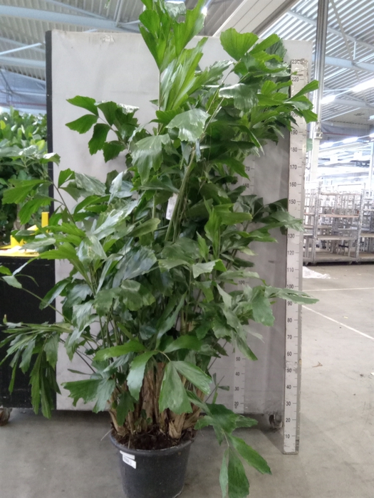 <h4>Caryota mitis</h4>